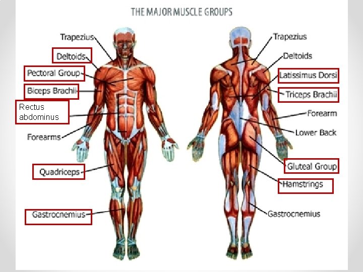 Mid Year Review Outline Cells Organisation of Matter