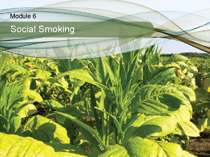 Module 6 Social Smoking 