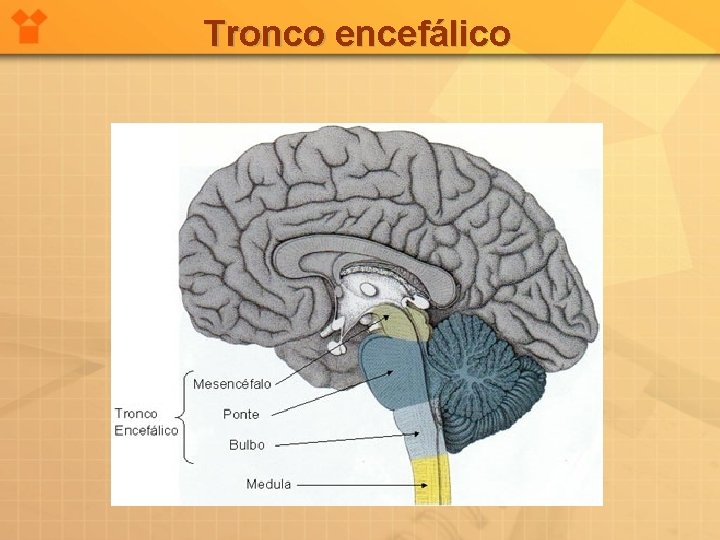 Tronco encefálico 