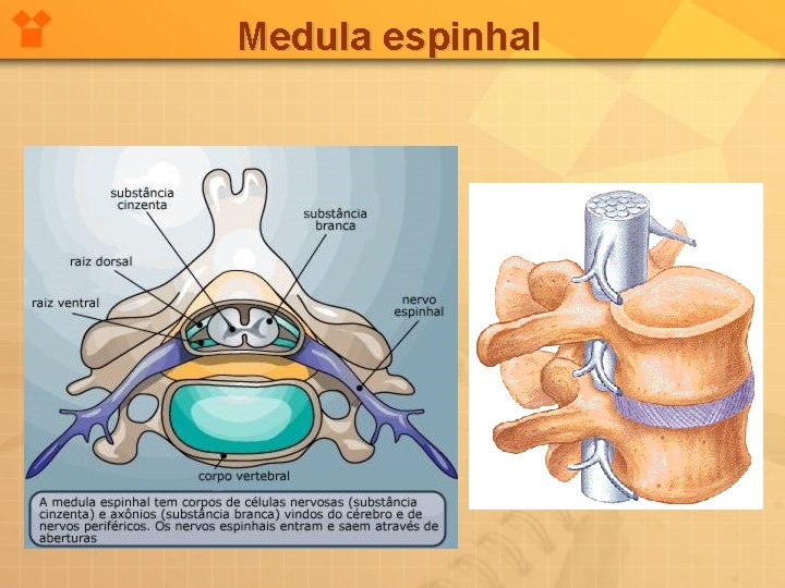 Medula espinhal 