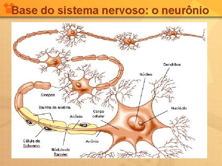 Base do sistema nervoso: o neurônio 