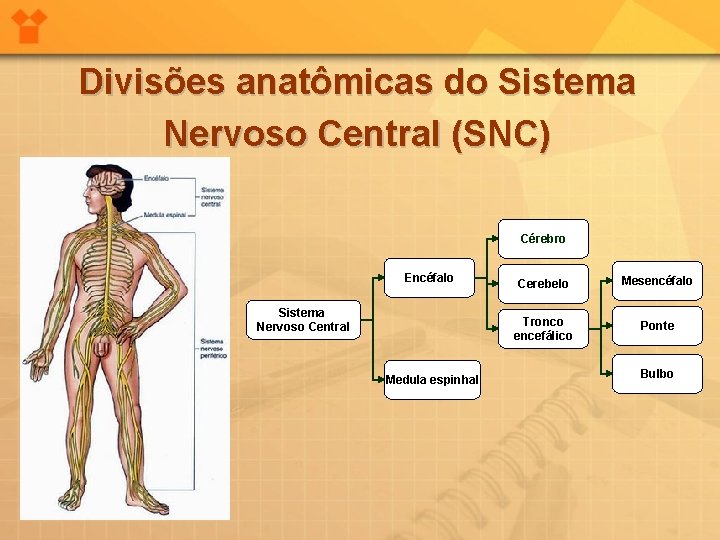 Divisões anatômicas do Sistema Nervoso Central (SNC) Cérebro Encéfalo Sistema Nervoso Central Medula espinhal