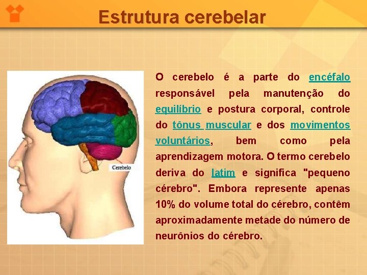 Estrutura cerebelar O cerebelo é a parte do encéfalo responsável pela manutenção do equilíbrio