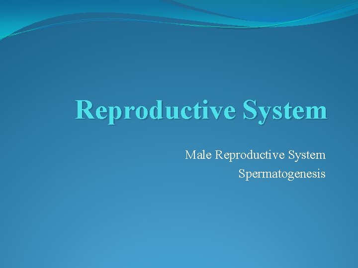 Reproductive System Male Reproductive System Spermatogenesis 