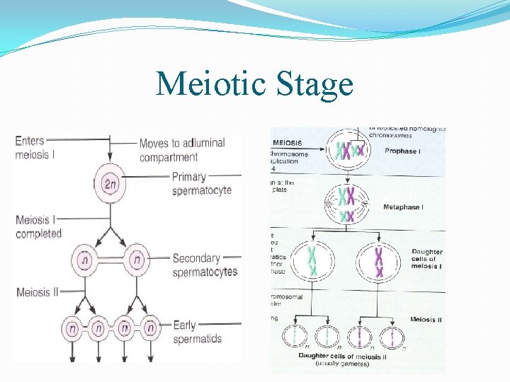 Meiotic Stage 