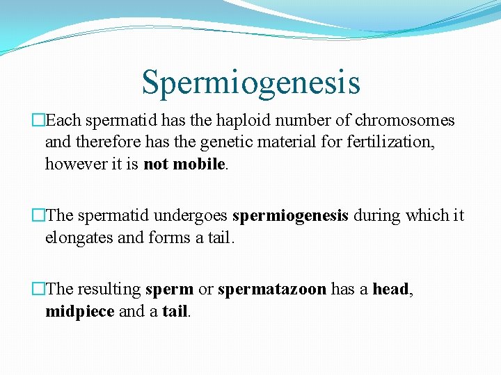 Spermiogenesis �Each spermatid has the haploid number of chromosomes and therefore has the genetic