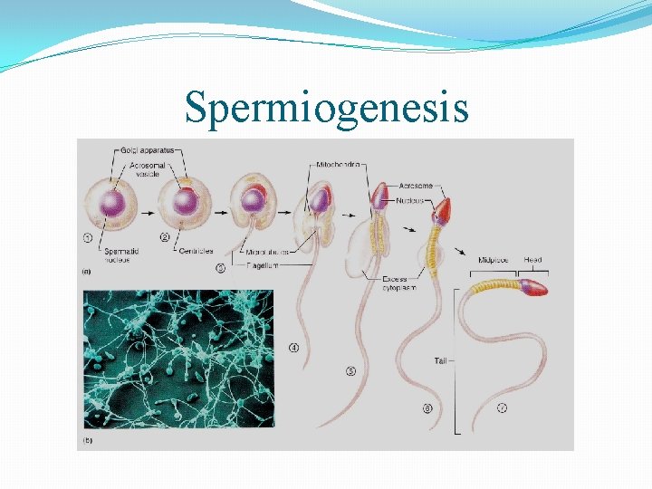 Spermiogenesis 