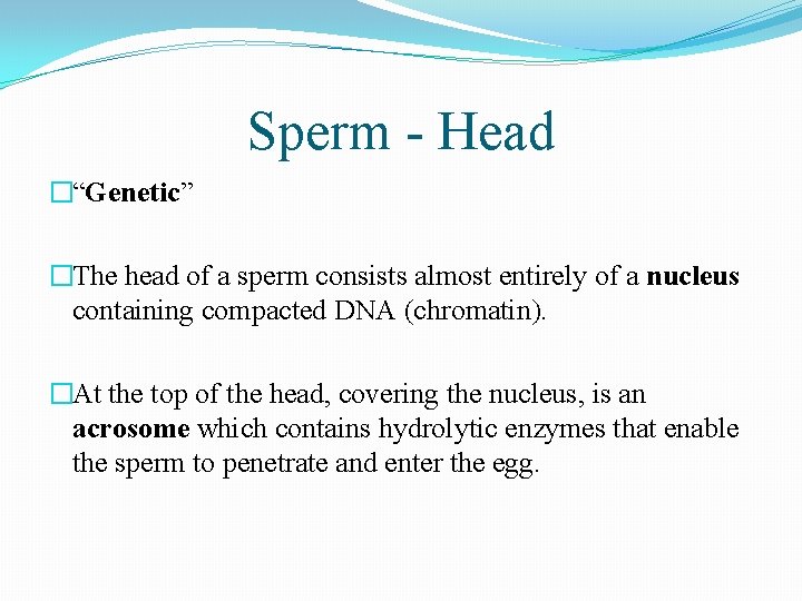 Sperm - Head �“Genetic” �The head of a sperm consists almost entirely of a