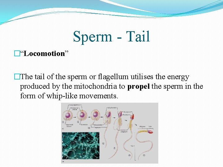 Sperm - Tail �“Locomotion” �The tail of the sperm or flagellum utilises the energy