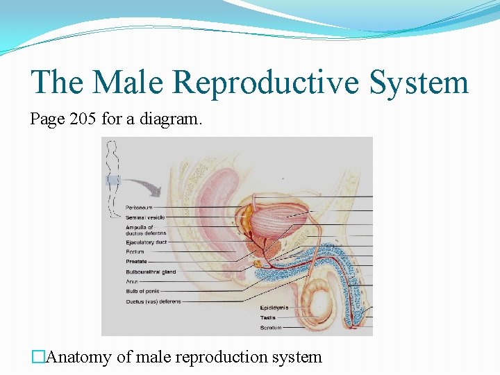 The Male Reproductive System Page 205 for a diagram. �Anatomy of male reproduction system