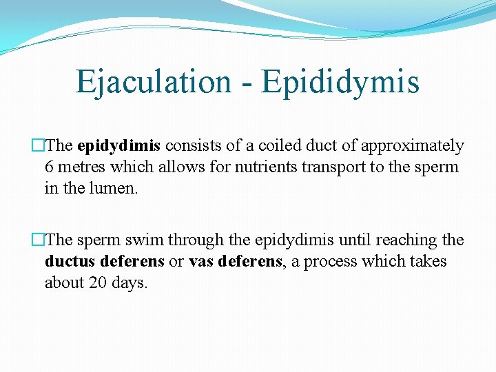 Ejaculation - Epididymis �The epidydimis consists of a coiled duct of approximately 6 metres