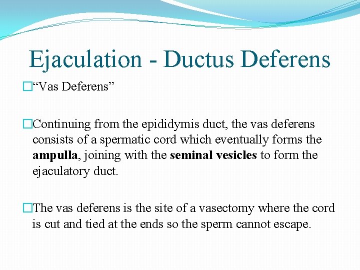 Ejaculation - Ductus Deferens �“Vas Deferens” �Continuing from the epididymis duct, the vas deferens