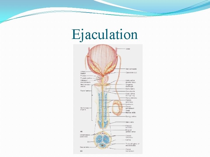 Ejaculation 