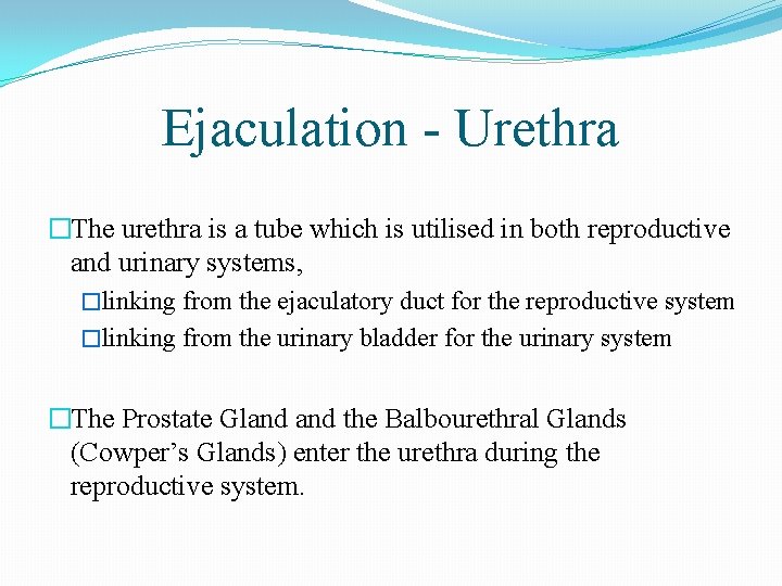 Ejaculation - Urethra �The urethra is a tube which is utilised in both reproductive