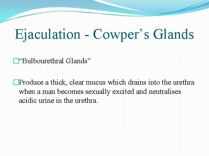 Ejaculation - Cowper’s Glands �“Bulbourethral Glands” �Produce a thick, clear mucus which drains into