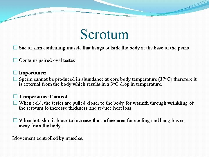 Scrotum � Sac of skin containing muscle that hangs outside the body at the