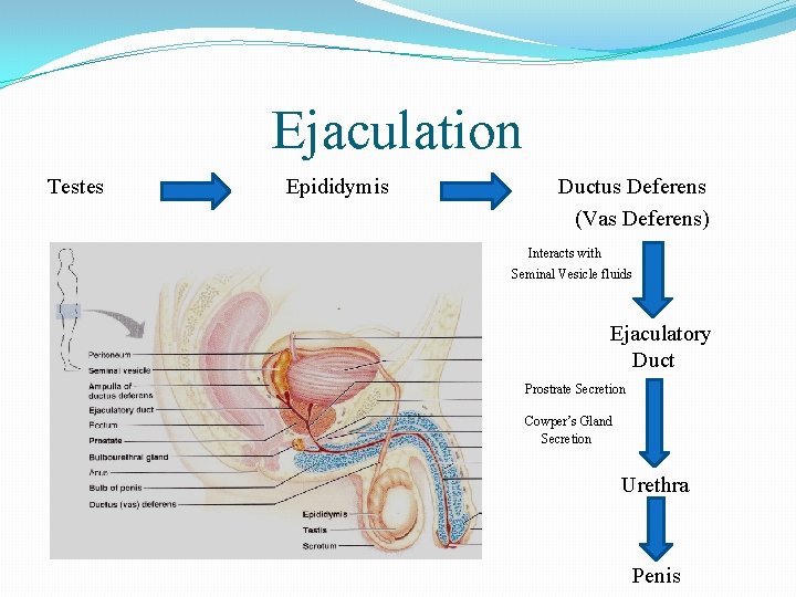 Ejaculation Testes Epididymis Ductus Deferens (Vas Deferens) Interacts with Seminal Vesicle fluids Ejaculatory Duct