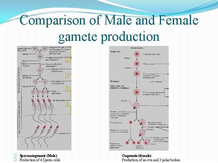 Comparison of Male and Female gamete production � Spermatogenesis (Male) � Production of 4