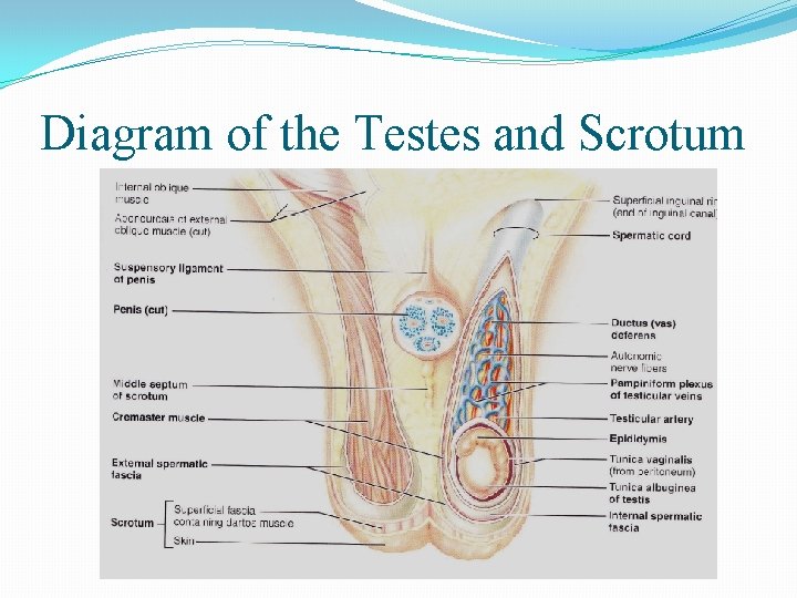 Diagram of the Testes and Scrotum 
