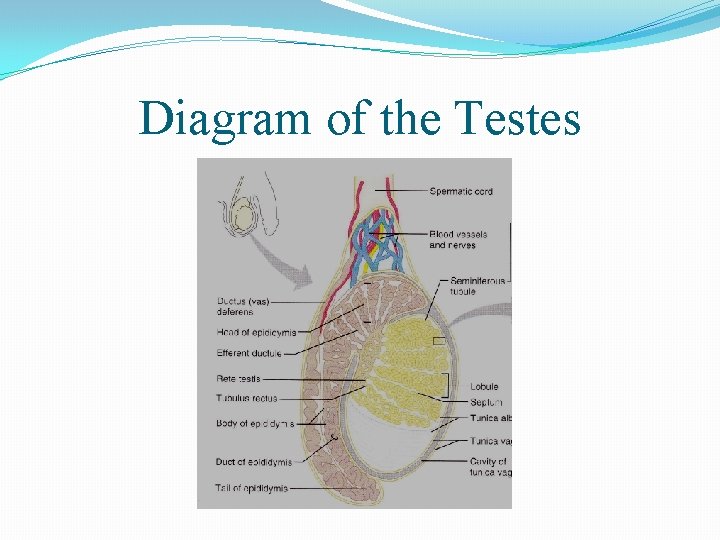 Diagram of the Testes 