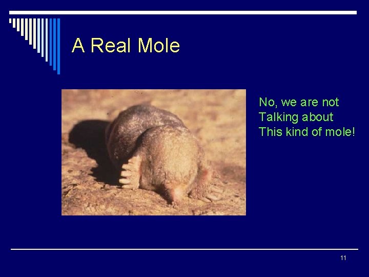 A Real Mole No, we are not Talking about This kind of mole! 11