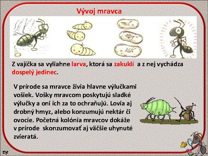 Vývoj mravca Z vajíčka sa vyliahne larva, ktorá sa zakuklí a z nej vychádza