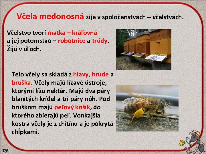 Včela medonosná žije v spoločenstvách – včelstvách. Včelstvo tvorí matka – kráľovná a jej