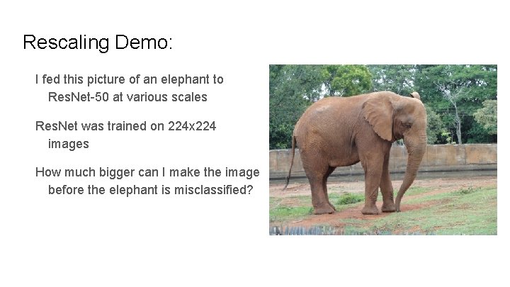 Rescaling Demo: I fed this picture of an elephant to Res. Net-50 at various