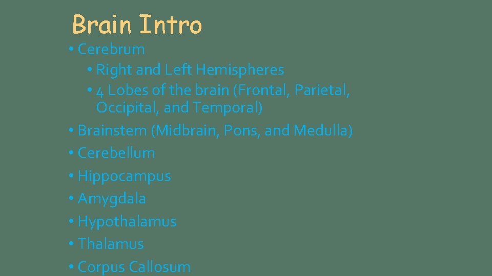 Brain Intro • Cerebrum • Right and Left Hemispheres • 4 Lobes of the