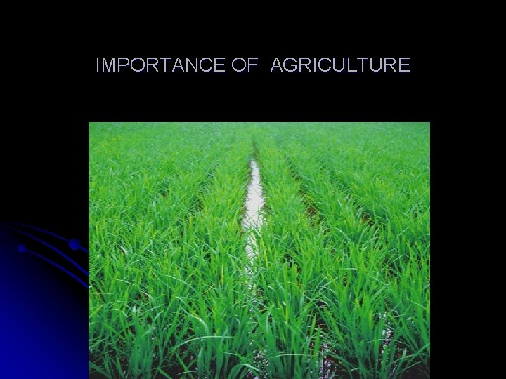 IMPORTANCE OF AGRICULTURE 