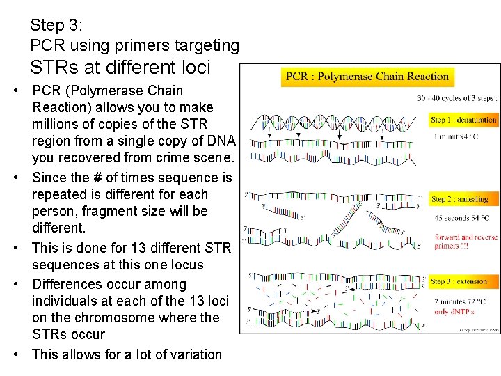Step 3: PCR using primers targeting STRs at different loci • PCR (Polymerase Chain