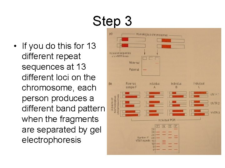 Step 3 • If you do this for 13 different repeat sequences at 13
