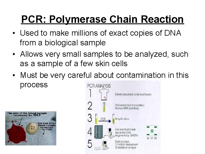 PCR: Polymerase Chain Reaction • Used to make millions of exact copies of DNA