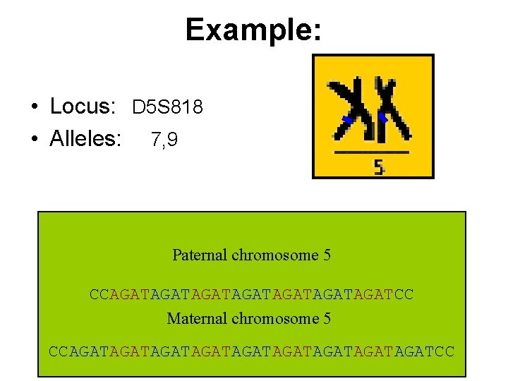 Example: • Locus: D 5 S 818 • Alleles: 7, 9 Paternal chromosome 5
