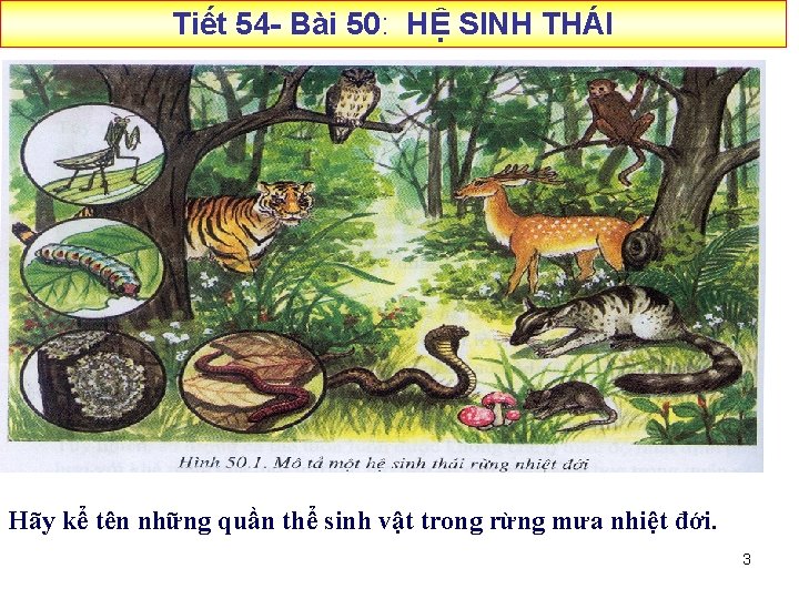 Tiết 54 - Bài 50: HỆ SINH THÁI Hãy kể tên những quần thể