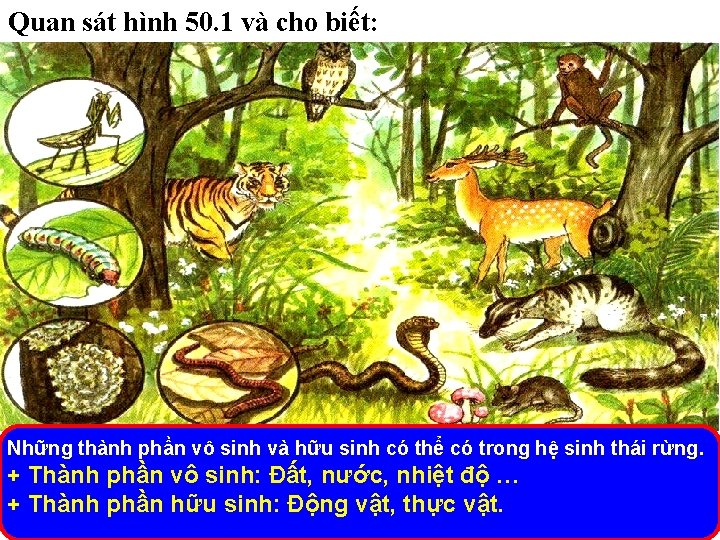 Quan sát hình 50. 1 và cho biết: Những thành phần vô sinh và