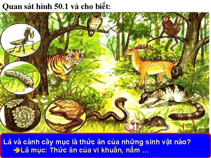 Quan sát hình 50. 1 và cho biết: Lá và cành cây mục là