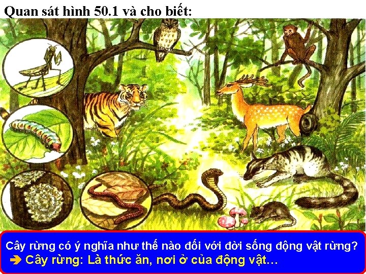 Quan sát hình 50. 1 và cho biết: Cây rừng có ý nghĩa như