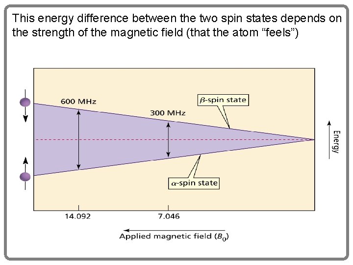This energy difference between the two spin states depends on the strength of the