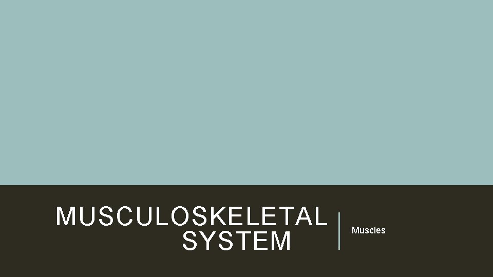 MUSCULOSKELETAL SYSTEM Muscles 