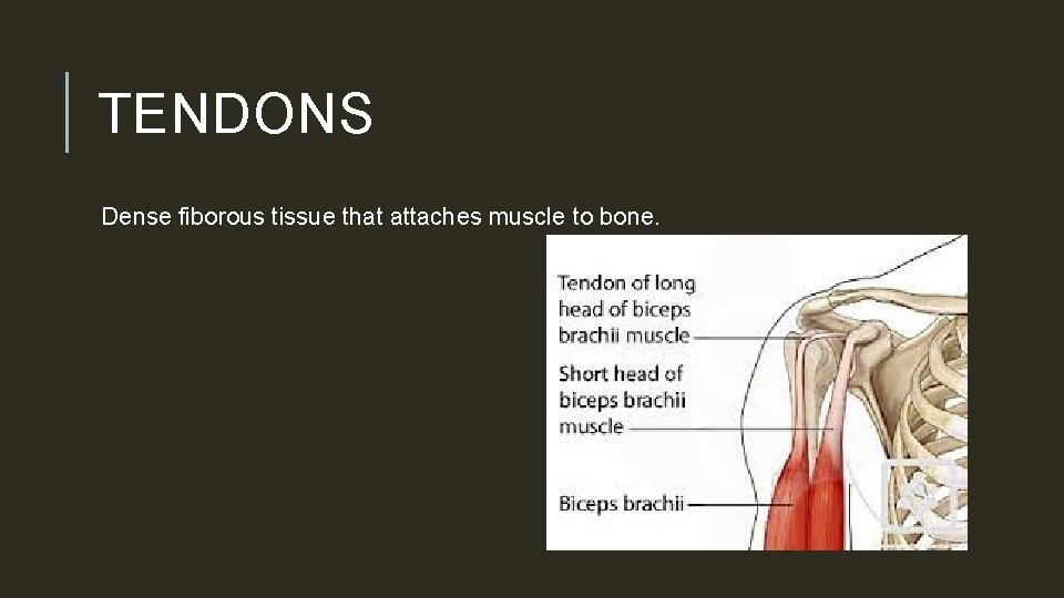 TENDONS Dense fiborous tissue that attaches muscle to bone. 