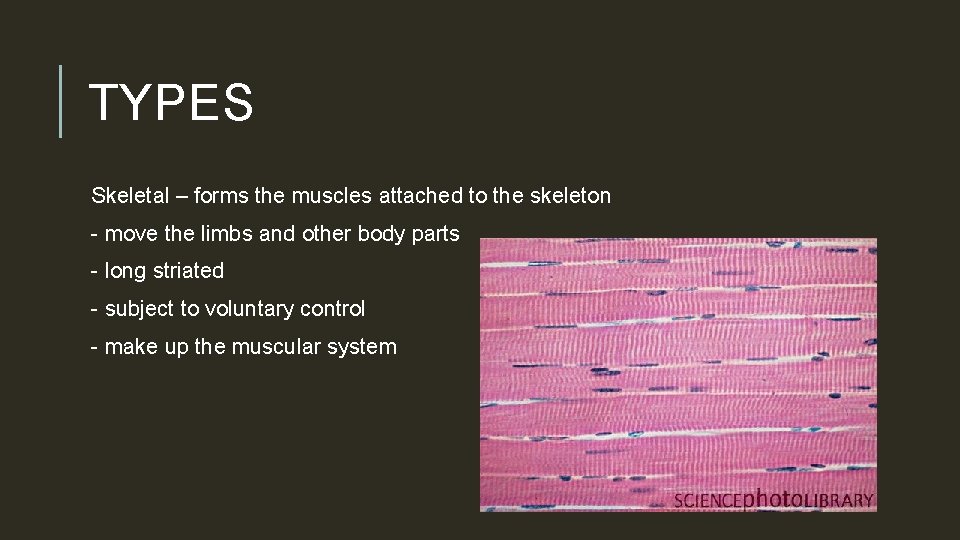 TYPES Skeletal – forms the muscles attached to the skeleton - move the limbs