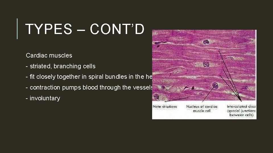 TYPES – CONT’D Cardiac muscles - striated, branching cells - fit closely together in