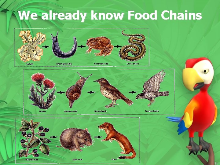 We already know Food Chains 21 