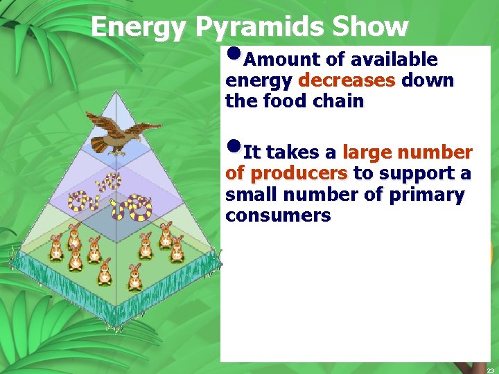 Energy Pyramids Show • Amount of available energy decreases down the food chain •