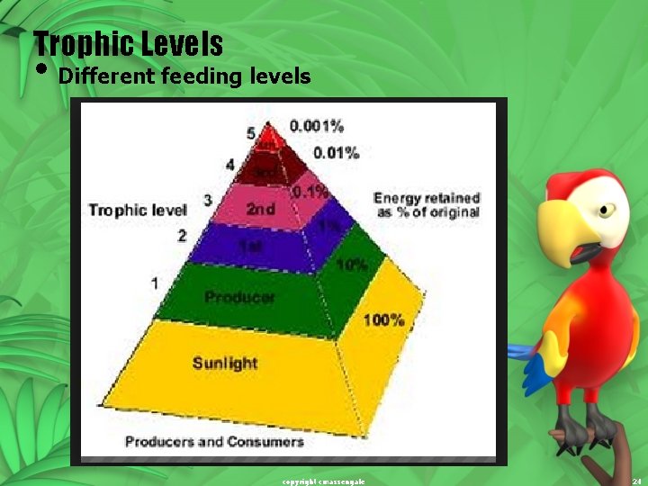 Trophic Levels • Different feeding levels copyright cmassengale 24 