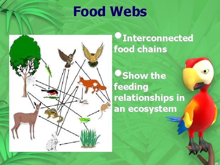 Food Webs • Interconnected food chains • Show the feeding relationships in an ecosystem