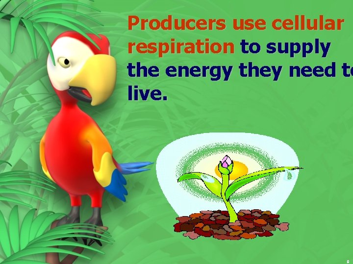 Producers use cellular respiration to supply the energy they need to live. 6 