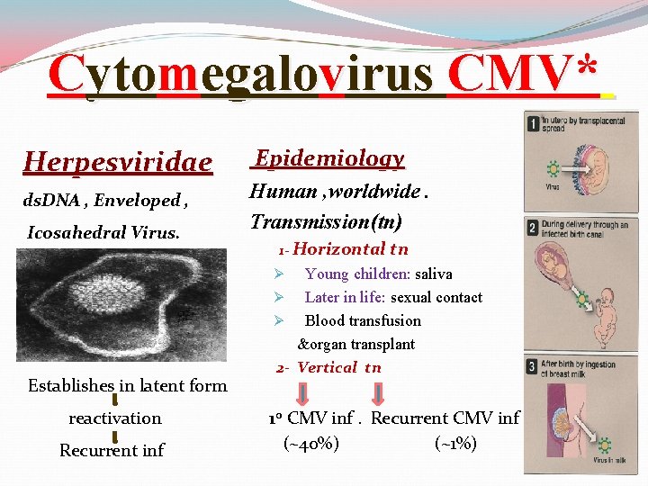 Cytomegalovirus CMV* Herpesviridae ds. DNA , Enveloped , Icosahedral Virus. Epidemiology Human , worldwide.