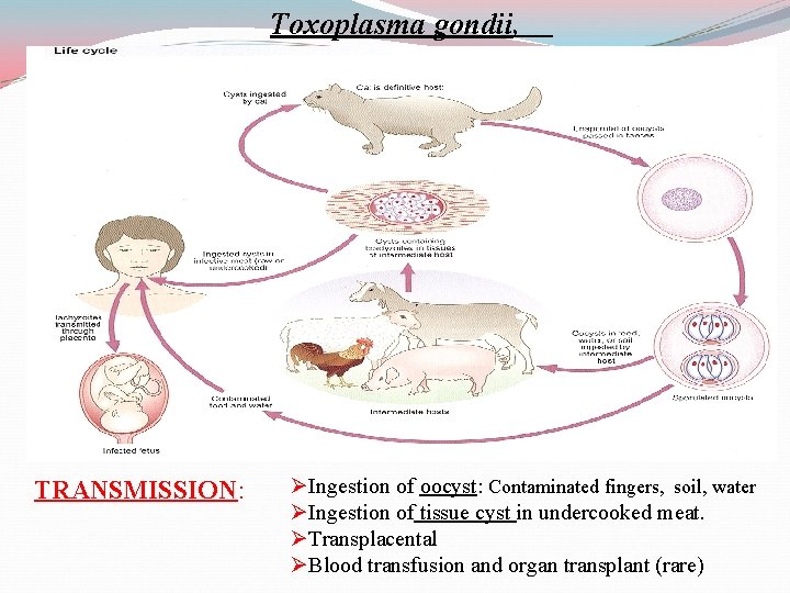 Toxoplasma gondii, TRANSMISSION: ØIngestion of oocyst: Contaminated fingers, soil, water ØIngestion of tissue cyst
